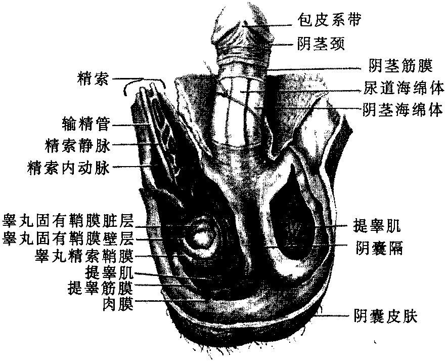 陰囊解剖